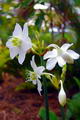 Eucharist Lily, گل نرگس
